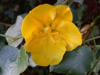 Fremontodendron californicum, flower