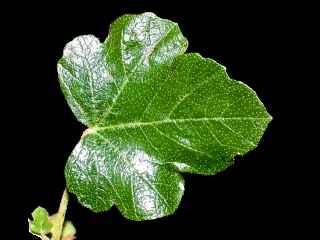 Fremontodendron 'California Glory', leaf