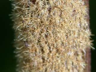 Fremontodendron 'California Glory', length of stem