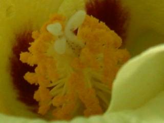 Gossypium arboreum,eye of flower