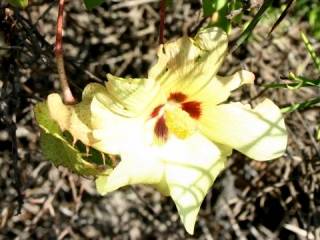 Gossypium darwinii, flower