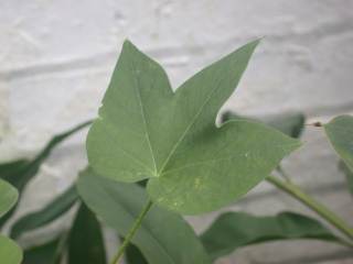 Gossypium herbaceum, leaf