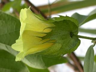 Gossypium arboreum, flower