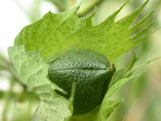 Gossypium arboreum, seed pod