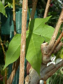 Gossypium barbadense, leaf