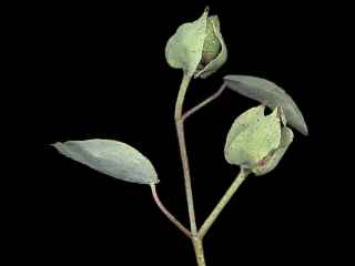 Gossypium sturtianum, seed pods