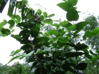 Grewia crenata, foliage