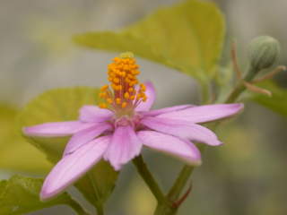 Grewia occidentalis, flower