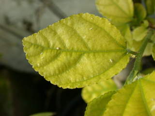 Grewia occidentalis, leaf
