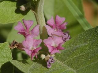 Helicteres dentata var dentata, flowers