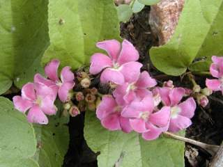 Helicteres dentata var procumbens, flowers