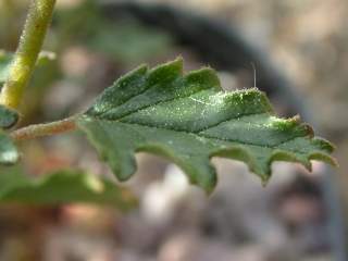 Hermannia stricta, leaf