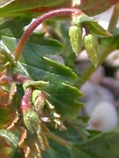 Hermannia stricta, buds
