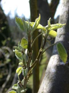Hoheria glabrata, young foliage