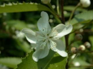 Hoheria sexstylosa, flower