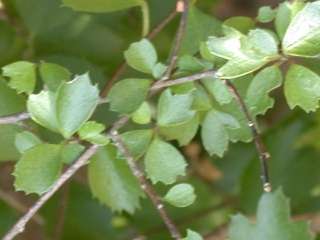 Hoheria sexstylosa, juvenile foliage