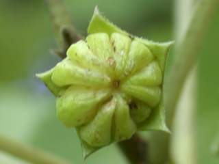 Hoheria lyallii, fruit