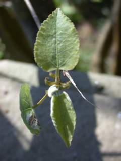 Hoheria glabrata, young foliage
