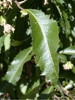 Hoheria sexstylosa 'Pendula', leaf