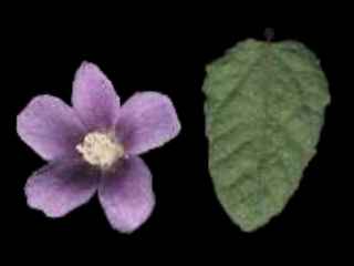 Howittia trilocularis, flower and leaf