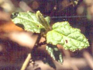 Howittia trilocularis, leaves