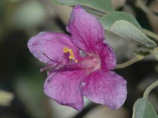 Humbertiella decaryi, flower