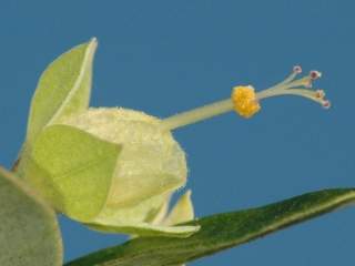 Humbertiella henrici, flower