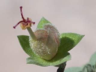 Humbertiella quararibeioides, flower