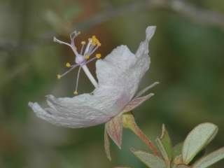 Humbertiella tormeyae, flower
