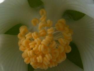 Kitaibelia vitifolia, flower eye