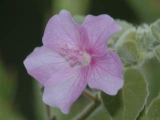 Kosteletzkya velutina, flower