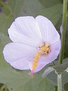Kosteletzkya virginica, flower