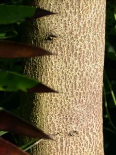 Lagunaria patersonia, bark