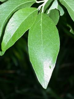 Lagunaria patersonia, leaf