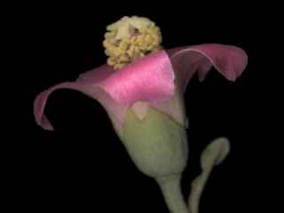 Lagunaria patersonia, opening flower