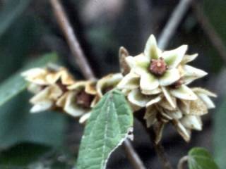Lasiopetalum macrophyllum, inflorescence