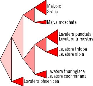 Cladogram of Lavatera and assorted species of Malva