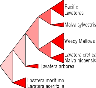 Cladogram of Malvoid Group