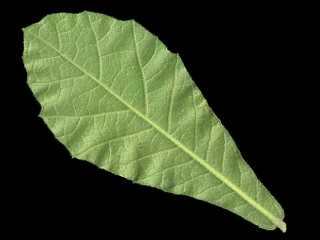 Macrostelia species, leaf (underside)