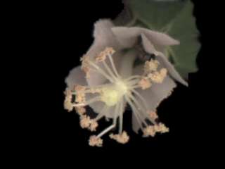 Macrostelia grandiflora, flower