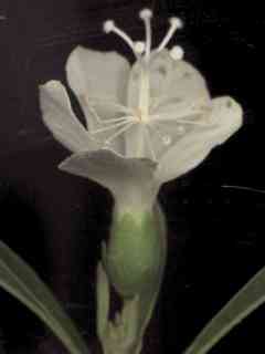 flower of Macrostelia grandiflora ssp. macilwraithensis
