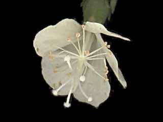 Macrostelia species, flower