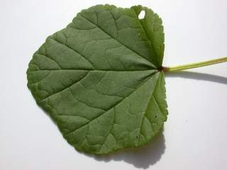 Malope 'Vulcan', leaf (upper side)