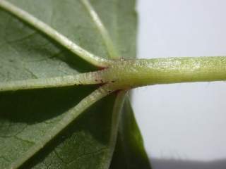 Malope 'Vulcan',base of leaf (under side)