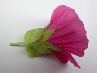 Malope 'Vulcan', flower (side view)