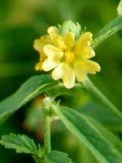 Malvastrum americanum, flower