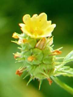 Malvastrum americanum, flower and fruits