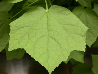 Malvaviscus species, leaf