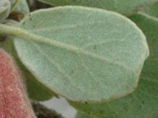 Megistostegium perrieri, leaf