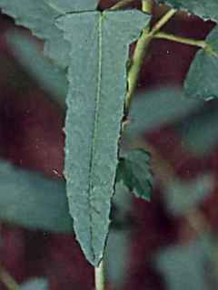 Pavonia hastata, leaf
